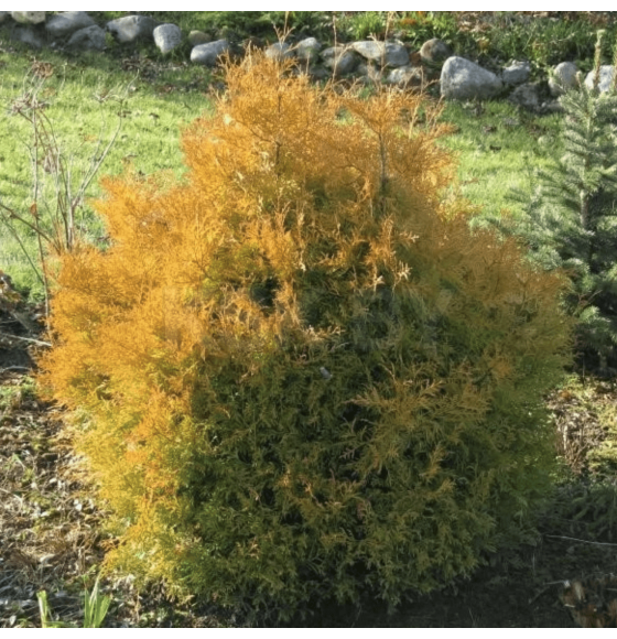 Туя западная Рейнголд (Thuja occ. 'Rheingold) P14 (Green Gold) купить в ...