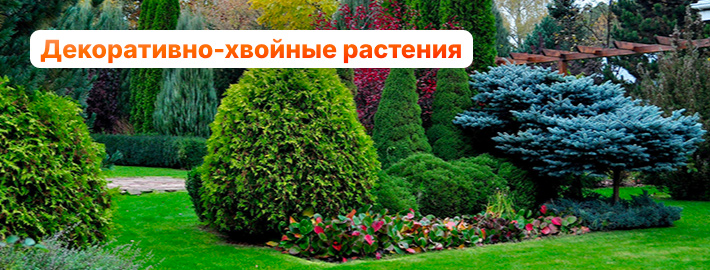 Декоративно-хвойные растения